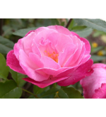 Sophies Perpetual (Bengal Centifolia)