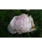 Antonine d´Ormois