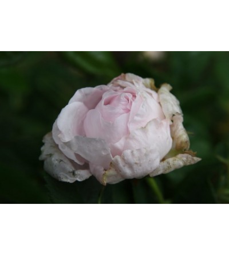 Antonine d´Ormois