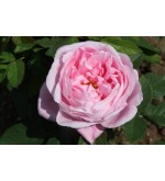 Baroness Rothschild