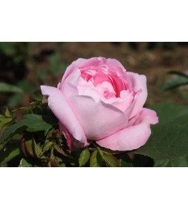 Baroness Rothschild
