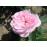 Baroness Rothschild