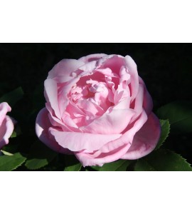 Baroness Rothschild