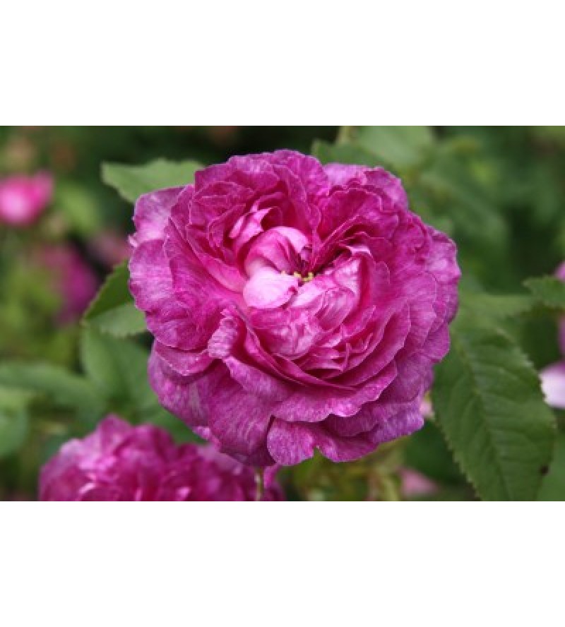 Belle de Crecy