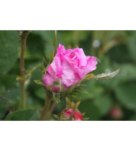 Belle de Crecy