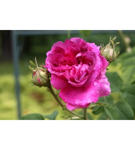 Belle de Crecy
