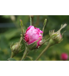 Belle de Crecy