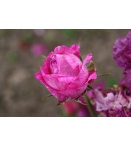 Belle de Crecy