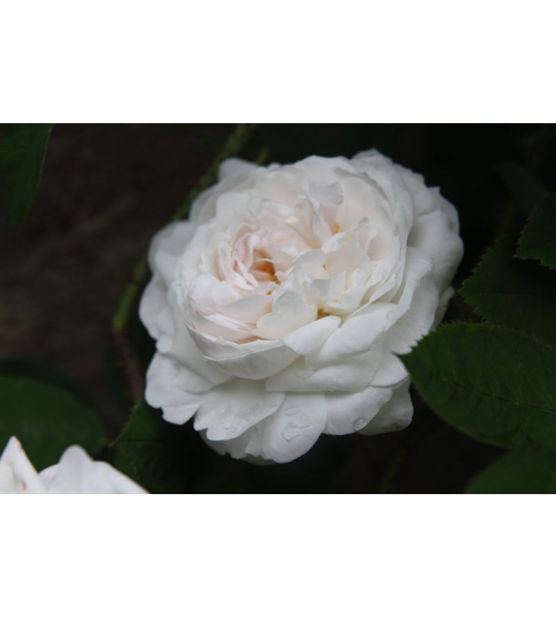 Blanche Moreau