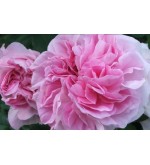 Blush Damask