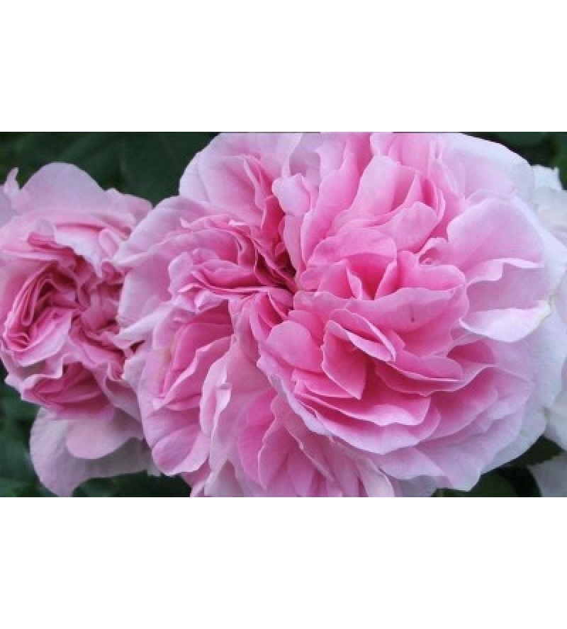 Blush Damask