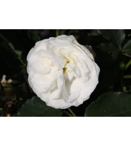 Boule de Neige