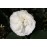 Boule de Neige