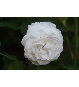 Boule de Neige