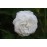 Boule de Neige