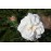 Boule de Neige