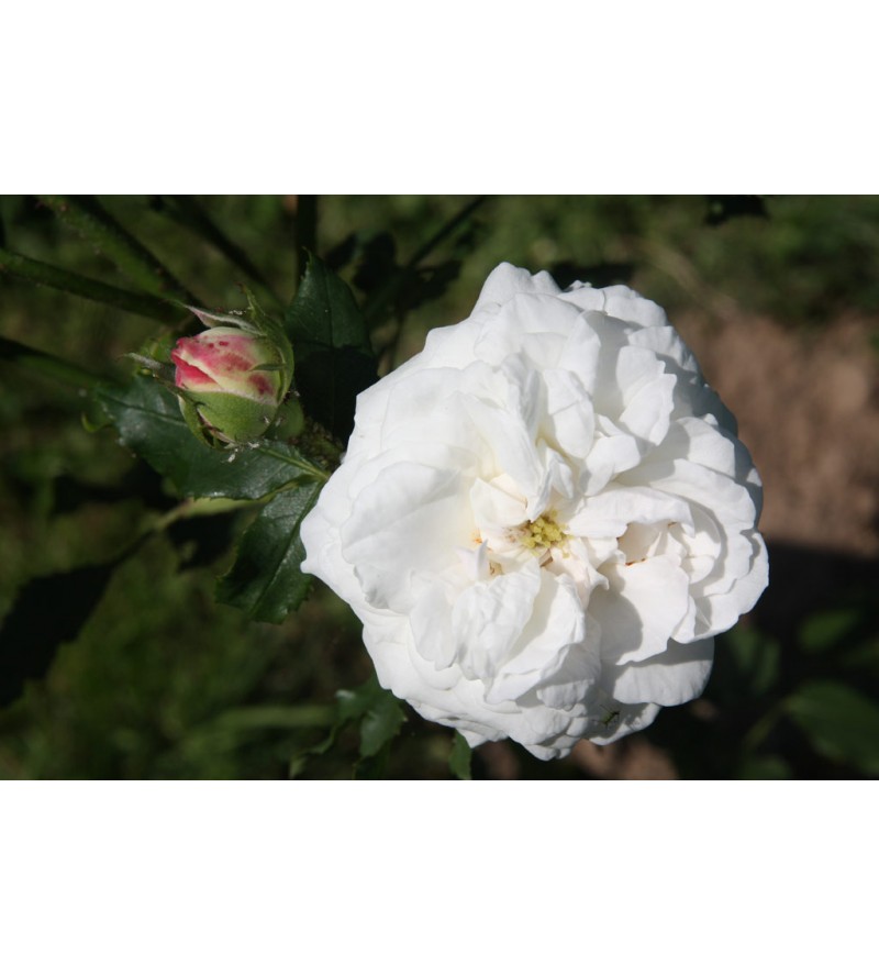 Boule de Neige