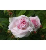 Chloris