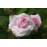 Chloris