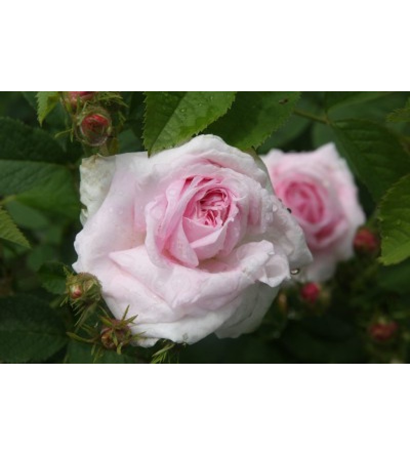 Chloris