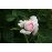 Chloris