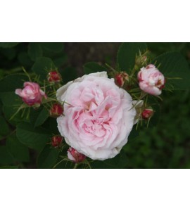 Chloris