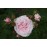 Chloris