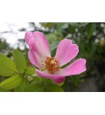 Complicata