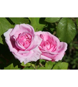 Comte de Chambord