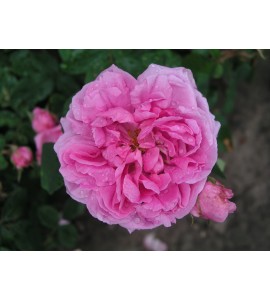 Comte de Chambord