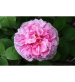 Comte de Chambord