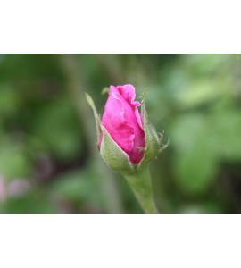 Comte de Chambord