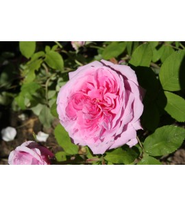 Comte de Chambord