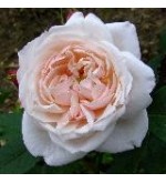 Comtesse de Rocquigny