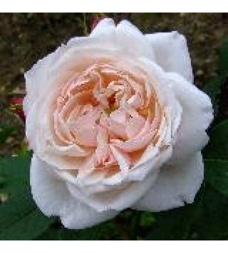 Comtesse de Rocquigny