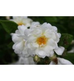 Creme (Geschwind´s Canina Creme, Rosa canina Creme)