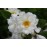 Creme (Geschwind´s Canina Creme, Rosa canina Creme)