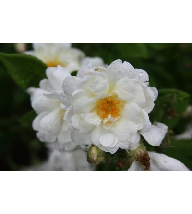 Creme (Geschwind´s Canina Creme, Rosa canina Creme)