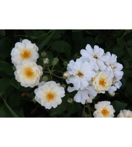 Creme (Geschwind´s Canina Creme, Rosa canina Creme)