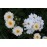 Creme (Geschwind´s Canina Creme, Rosa canina Creme)