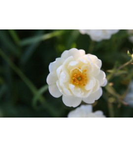 Creme (Geschwind´s Canina Creme, Rosa canina Creme)