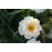 Creme (Geschwind´s Canina Creme, Rosa canina Creme)