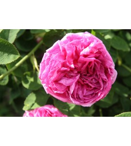 Duc de Guiche