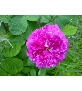 Duc de Guiche