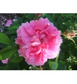 Duchesse de Berry