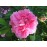 Duchesse de Berry