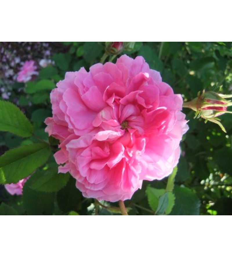 Duchesse de Berry