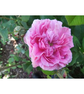 Duchesse de Berry