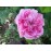 Duchesse de Berry