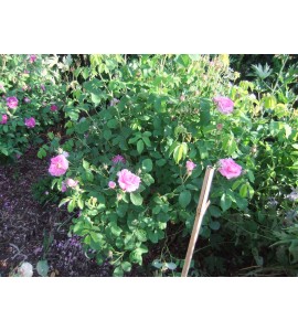 Duchesse de Berry